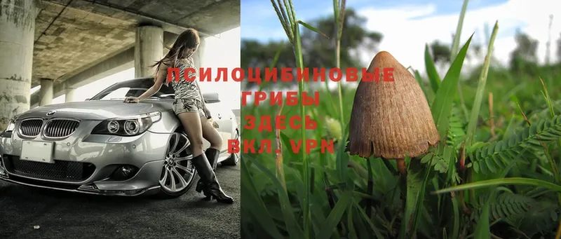 Псилоцибиновые грибы MAGIC MUSHROOMS  Елизово 